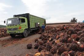 Industri kelapa sawit kembali menjadi sorotan publik. Industri Minyak Sawit Indonesia Menuju 100 Tahun Nkri Bagian Clxviii Majalah Sawit Indonesia