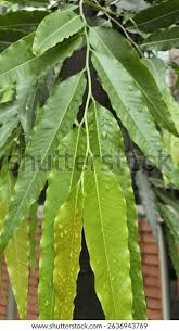 Image result for Monoon longifolium