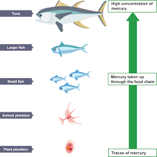 Shows How A Trace Of Mercury In Plant Plankton Moves Through The Food Chain From Plant Plankton To Animal Plankton To Sma Food Chain Biology Revision Food Web