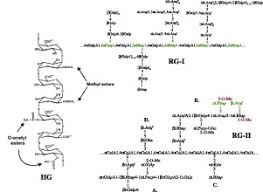 Check spelling or type a new query. The Structure Function And Biosynthesis Of Plant Cell Wall Pectic Polysaccharides Sciencedirect