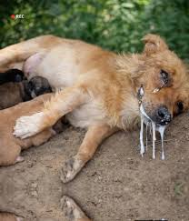 Mother dog struggles to care for puppies