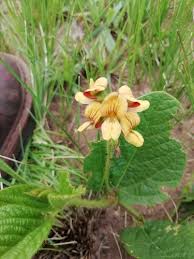 Image result for Sphenostylis marginata