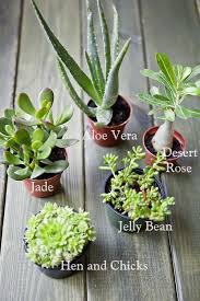 Advices On How To Grow Your Own Aloe Vera Plant Kakteen Arten Sukkulenten Pflanzen Pflanzen