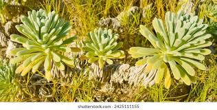 Image result for Suriana maritima