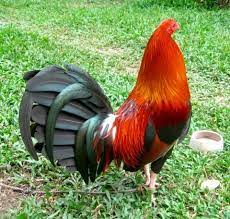 Letnan christine bolok disambar ayam jago di paha kirinya. Halaman Download 73 Gambar Ayam Filipina Segel Terbaik Infobaru
