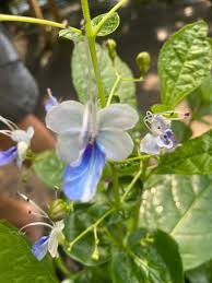 Image result for Rotheca myricoides