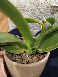 Image result for puklice na orchideích obrázek