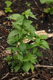 Image result for Micrococca mercurialis