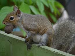 We did not find results for: Pecans Are Being Eaten Learn About Pests That Eat Pecans