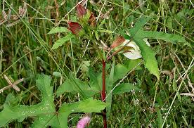 Image result for Abelmoschus