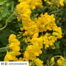 Repost Perrywoodplants With Get Repost So Much Yellow Coronilla Is The Perfect Choice If You Have A Sunny Sheltered Garden Center Yellow Flowers Flowers