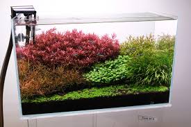 Image result for Blyxa