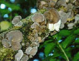 Maybe you would like to learn more about one of these? Tremellales Others The Jelly Fungi Auricularia Polytrica Wood Ear Auricularia Lactea White Wood Ear Pseudohydnum Gelatinosum Toothed Jelly Fungus Tremella Fuciformis Mushrooms Classification