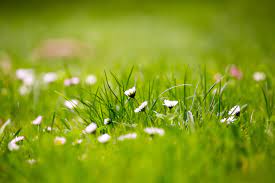 Stadium lights and empty green grass field with fans around, perspective playground view, grassy field sport building 3d professional. 12 Beautiful Green Grass Field Hd Wallpapers Osxdaily