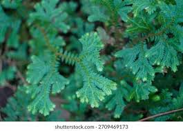 Image result for Selaginella lewalleana