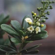 Image result for Maerua becquetii