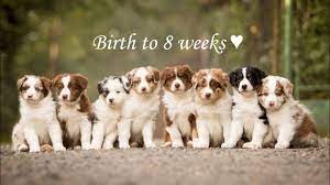 I am enjoying reading more about the breed and hearing all of the personal stories. Birth To 8 Weeks Australian Shepherd Puppies Youtube