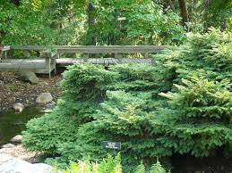 Water thoroughly, all the way out to the edge of the hole site. Fertilizing Evergreens Umn Extension