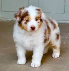 Below is the list of puppy for sale ads on our site. Australian Shepherd Puppies For Sale In Arizona Az Aussie