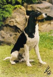 Image result for bernský honič