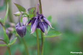 Aquilegia Columbine Flower How To Care Columbine Flowers Plantopedia