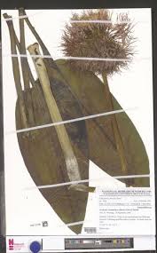 Image result for Scadoxus cinnabarinus