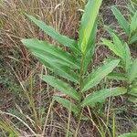 Image result for Aframomum alboviolaceum