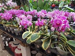 Ficus plant, commonly known as the weeping fig is a beautiful foliage air purifying plant. 15 Best Plant Shops In Singapore For Starting Your Indoor Garden