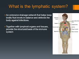 The Lymphatic System Ppt Download