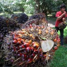 Jumpa lagi sama saya verra life.kali ini saya membagikan info gaji pekerja sawit di kalimantan dan saya petani sawit mandiri. Upah Buruh Lepas Di Perkebunan Sawit Tak Manusiawi Ekonomi Bisnis Com