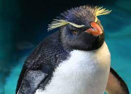 The aquarium breeds penguins as part of the species survival program, a cooperative in addition to the aquarium's fantastic conservation efforts, their website offers a wonderful selection of penguin pages. Virtual Visit New England Aquarium