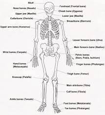 The skeletal system anatomy | health life media these pictures of this page are about:human body bones diagram. Human Skeleton Pictures With Labels Koibana Info Human Skeleton Labeled Skeletal System Skeletal System Anatomy