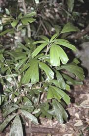 Image result for Calamus deerratus