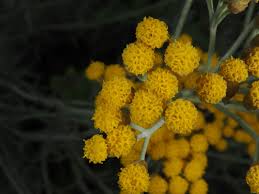 Image result for Helichrysum kirkii