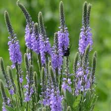 Image result for Verbena × hybrida