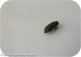Is That Woodworm Active The Answer S In Yorkshire Brick Tie Preservation Woodworm Treatment Woodworm Yorkshire