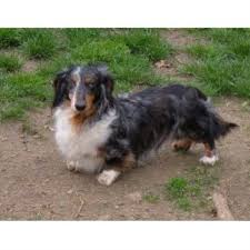 You can see some of the different shades the coats can come in for the dachshund breed. Laurel Valley Dachshund Breeder In State College Pennsylvania