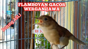 Flamboyan dalam artikel berikut ini. Download Flamboyan Mp4 Mp3 3gp Daily Movies Hub