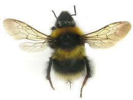Image result for Bombus sporadicus