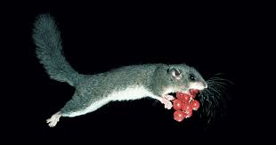 Der Siebenschlafer Ist Ein Uberwiegend Nachtaktives Nagetier Und Der Grosste Vertreter Der Heimischen Bilche Mehr In Unser Siebenschlafer Wilde Tiere Nagetiere