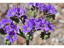 Image result for Ficalhoa