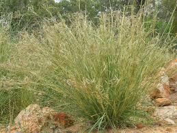 Image result for Hyparrhenia newtonii