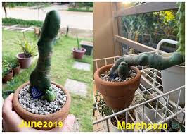 Some plants take years to mature. My Penis Cactus Is Growing Weird It S Not Rotting It S Still Hard It Just Keeps Growing To The Side It S In Full Sun How Can I Get It To Grow Upright Again