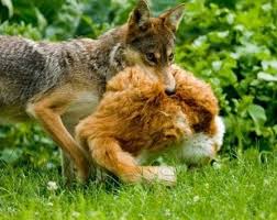 Who brings food for coyote offspring? Do Coyotes Eat Cats Poc