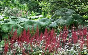 Waldgarten Pflanzen Die Im Schatten Wachsen Stilvolles Design Einfach Gepflanzt Schattenpflanzen Garten Waldgarten Schattenpflanzen