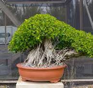 Ficus Microcarpa 'Chinese Banyan' - One of a Kind Bonsai