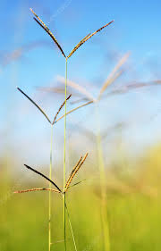 Image result for Chloris gayana