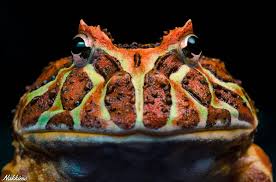 Ceratophrys Ornata Pacman Frog Photo By Nakkimo Pacman Frog Amazing Frog Cute Frogs