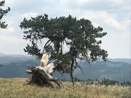 Artist: Mary Ege Additional Info: Monilaria Obconica and Graptosedom  Ghostly Photo: Mike Green