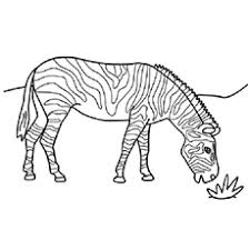 Search through 623,989 free printable colorings at getcolorings. Top 20 Free Printable Zebra Coloring Pages Online